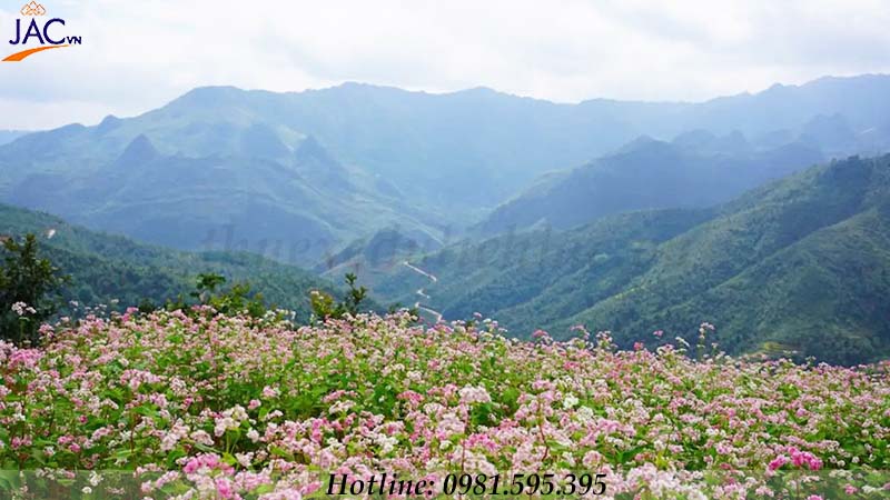 Ngắm hoa Tam Giác Mạch và chụp ảnh tại thung lũng Sủng Là