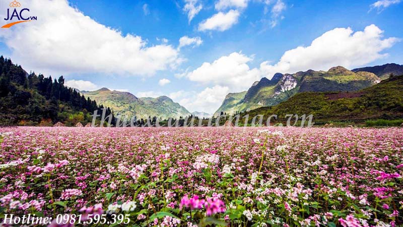 Thung lũng hoa Tam Giác Mạch tại Hà Giang